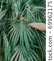 Large palm tropical leaves. Green background bor instastory, blog, post. Minimalism. 69962175
