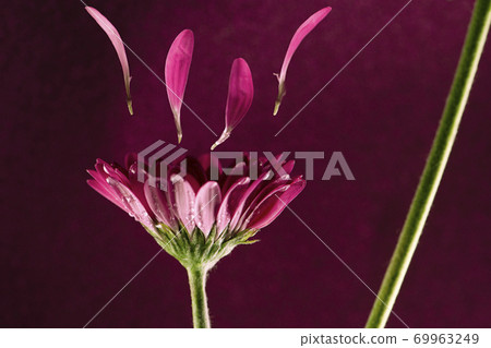 Mini Gerbera Flower 69963249