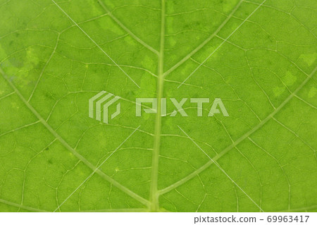 Morning glory leaves and veins Morning glory leaves and veins 69963417