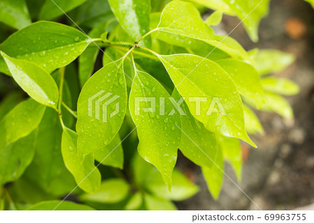 Leaf of Cinnamomum camphora tree Leaf of Cinnamomum camphora tree 69963755