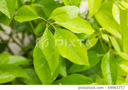 Leaf of Cinnamomum camphora tree Leaf of Cinnamomum camphora tree 69963757