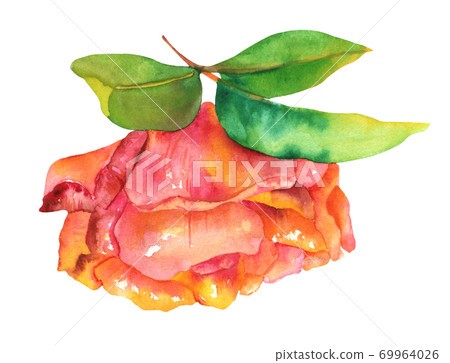 Autumn rose watercolor drawing, isolated on a white background 69964026