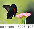 Clownger蝴蝶 69964107