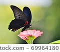 Clownger蝴蝶 69964180