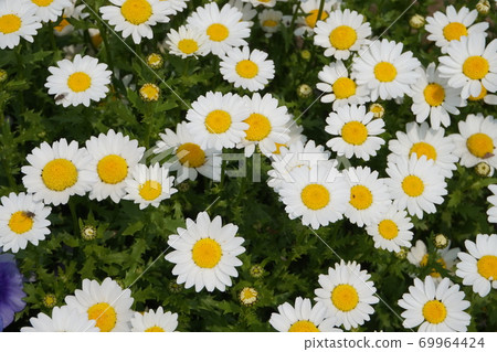 Spring Flower Field 69964424