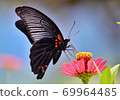 Clownger蝴蝶 69964485