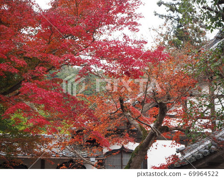 Saori寺廟秋葉 69964522