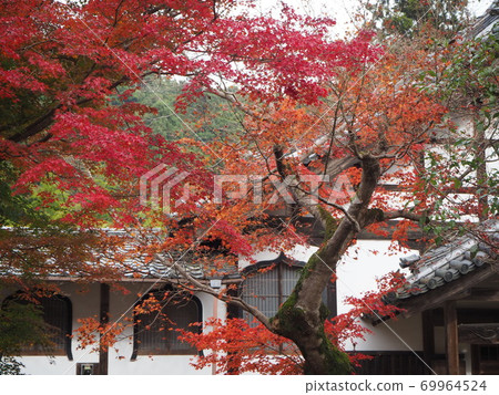 Saori寺廟秋葉 69964524