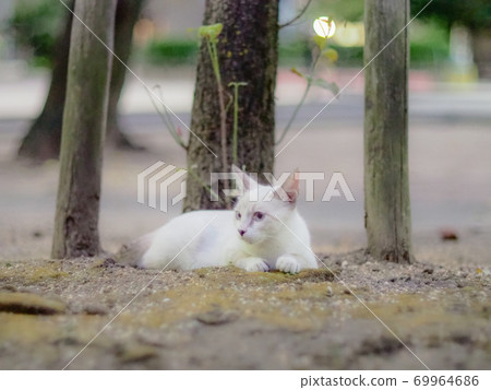 White stray cat 69964686