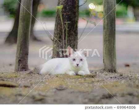 White kitten 69964806