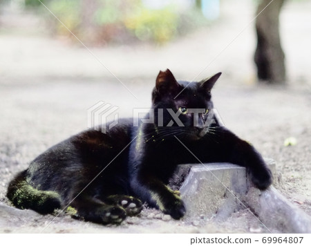 Black cat resting 69964807