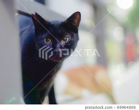 A black cat that pops out 69964808