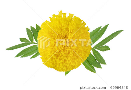 Marigold  isolated on white background 69964848