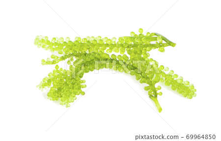 Sea grapes ( green caviar ) seaweed isolated on white background 69964850
