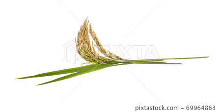 organic paddy rice,ear of paddy, ears of Thai jasmine rice isolated on white background organic paddy rice,ear of paddy, ears of Thai jasmine rice isolated on white background 69964863