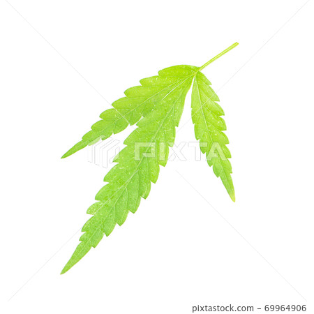 Green cannabis leaves an isolated on white background with clipping path 69964906