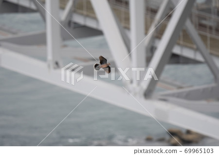 Turtle dove flying to the back of Onaruto Bridge Turtle dove flying to the back of Onaruto Bridge 69965103