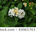 馬櫻丹 Lantana 69965763