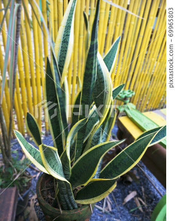 ornamental plants in the garden ornamental plants in the garden 69965803
