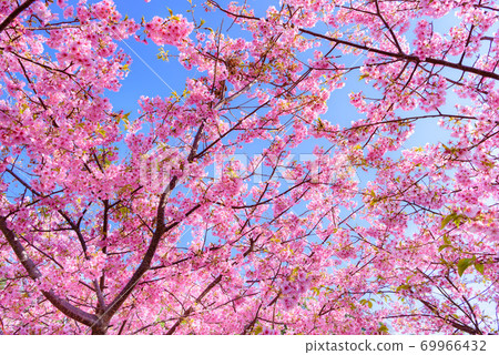 (Shizuoka Prefecture) Kawazu cherry blossoms in full bloom and bright sky 69966432