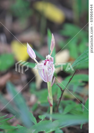 Mysterious plant Mayaran (endangered species II) with no roots or leaves, taken in September Mysterious plant Mayaran (endangered species II) with no roots or leaves, taken in September 69966444