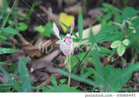 Mysterious plant Mayaran (endangered species II) with no roots or leaves, taken in September Mysterious plant Mayaran (endangered species II) with no roots or leaves, taken in September 69966445