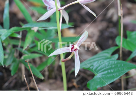 Mysterious plant Mayaran (endangered species II) with no roots or leaves, taken in September 69966448