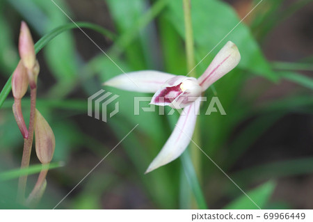 Mysterious plant Mayaran (endangered species II) with no roots or leaves, taken in September 69966449