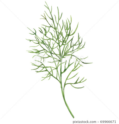 Watercolor green dill Watercolor green dill 69966671