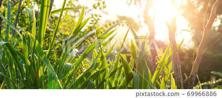 Scenic low angle view of iris flower leaves and Salix matsudana tree in home backyard garden with green grass lawn and backlit sun lights background. Gardening watering landscaping design concept 69966886