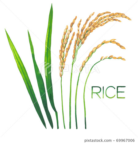 Watercolor collection of the rice plants isolated on the white background Watercolor collection of the rice plants isolated on the white background 69967006