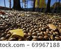 Acorn autumn 69967188