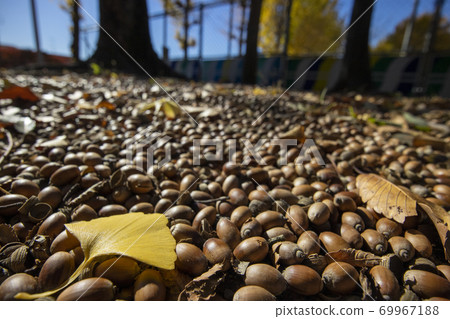 Acorn autumn 69967188