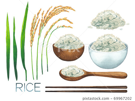 Watercolor rice collection isolated on white backround Watercolor rice collection isolated on white backround 69967202