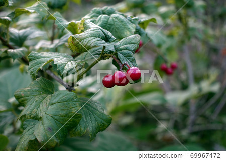 Red Berries Red Berries 69967472