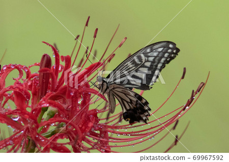 Higanki flower and butterfly 69967592