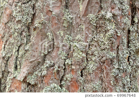 Pine bark with lichen. Pine bark with lichen. 69967648