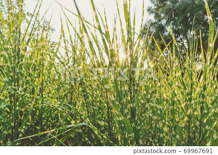 Scenic view Miscanthus Sinensis Strictus Zebrinus leaves in home backyard ornamental garden with green grass lawn and backlit sun lights background. Gardening watering landscaping design concept 69967691
