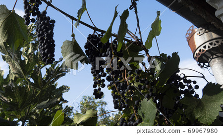 bunch of Isabella grapes in vineyard bunch of Isabella grapes in vineyard 69967980