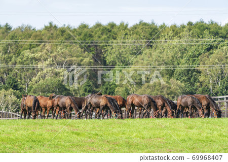 賽馬牧場小馬駒圖像北海道 賽馬牧場小馬駒圖像北海道 69968407