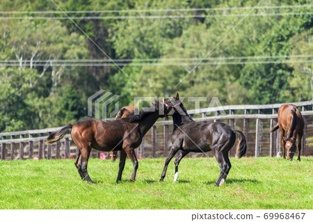 Racehorse ranch foal image Hokkaido 69968467
