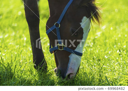 Racehorse ranch foal image Hokkaido Racehorse ranch foal image Hokkaido 69968482