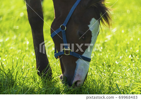 賽馬牧場小馬駒圖像北海道 賽馬牧場小馬駒圖像北海道 69968483