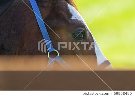 賽馬牧場小馬駒圖像北海道 賽馬牧場小馬駒圖像北海道 69968490