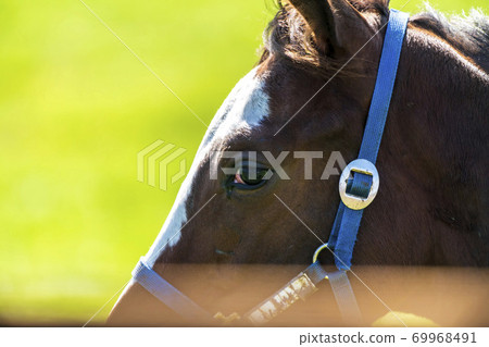 賽馬牧場小馬駒圖像北海道 賽馬牧場小馬駒圖像北海道 69968491