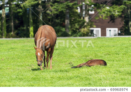Racehorse ranch foal image Hokkaido 69968974