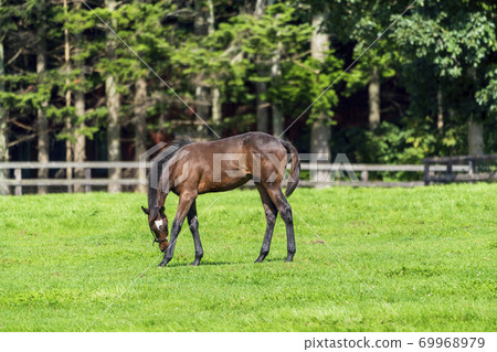 Racehorse ranch foal image Hokkaido 69968979
