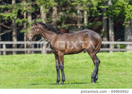 Racehorse ranch foal image Hokkaido Racehorse ranch foal image Hokkaido 69968982