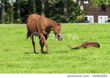Racehorse ranch foal image Hokkaido 69968984