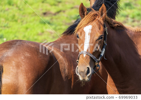 賽馬牧場小馬駒圖像北海道 賽馬牧場小馬駒圖像北海道 69969033